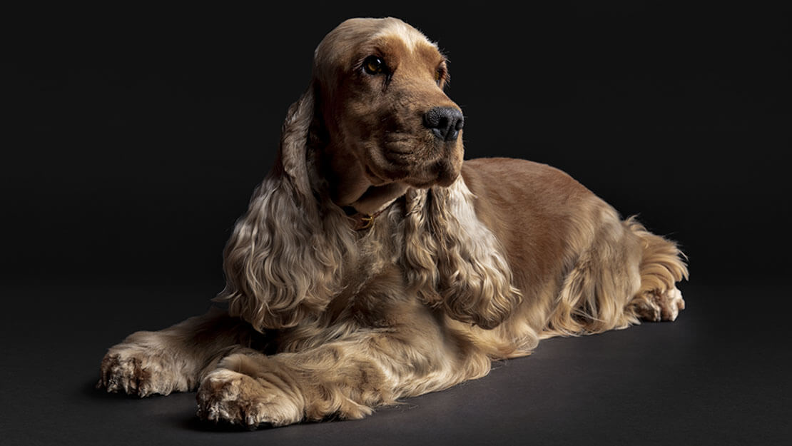 Proplan optiderma top